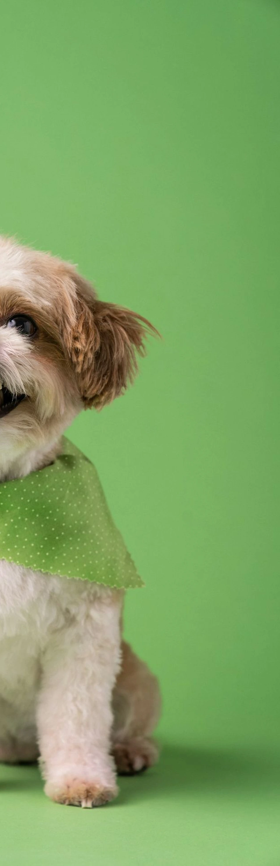 a small dog wearing a green bandana