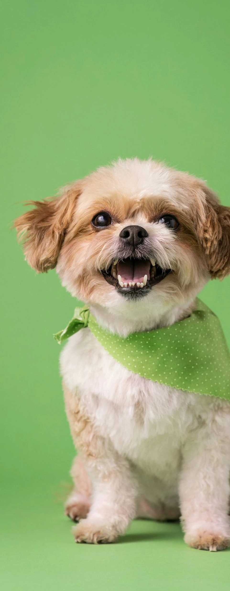 a small dog wearing a green bandana